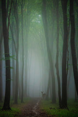 Lost in the forest Poster och Canvastavla