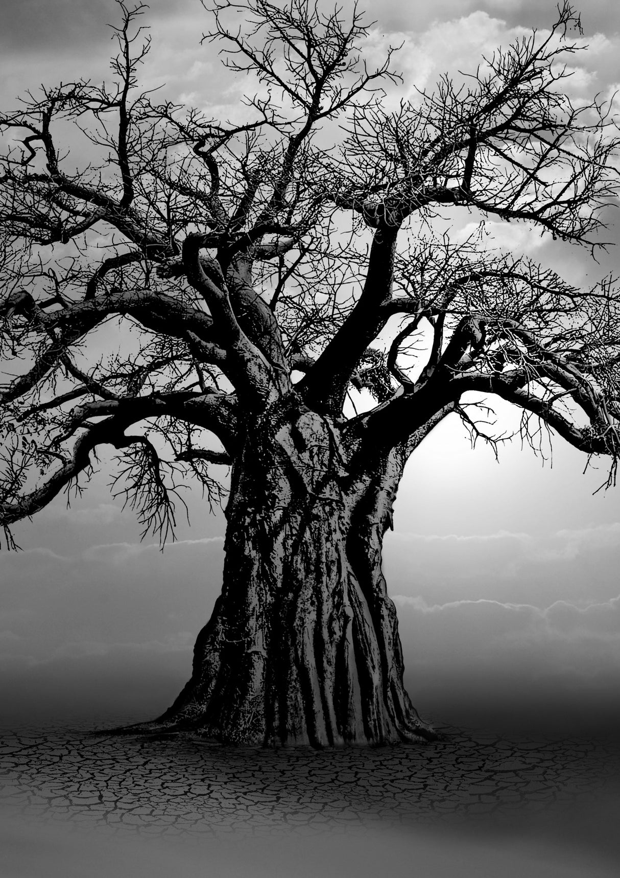 African Baobab Tree at Sunset Poster och Canvastavla