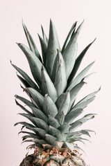 Pineapple Natural Tint Poster och Canvastavla