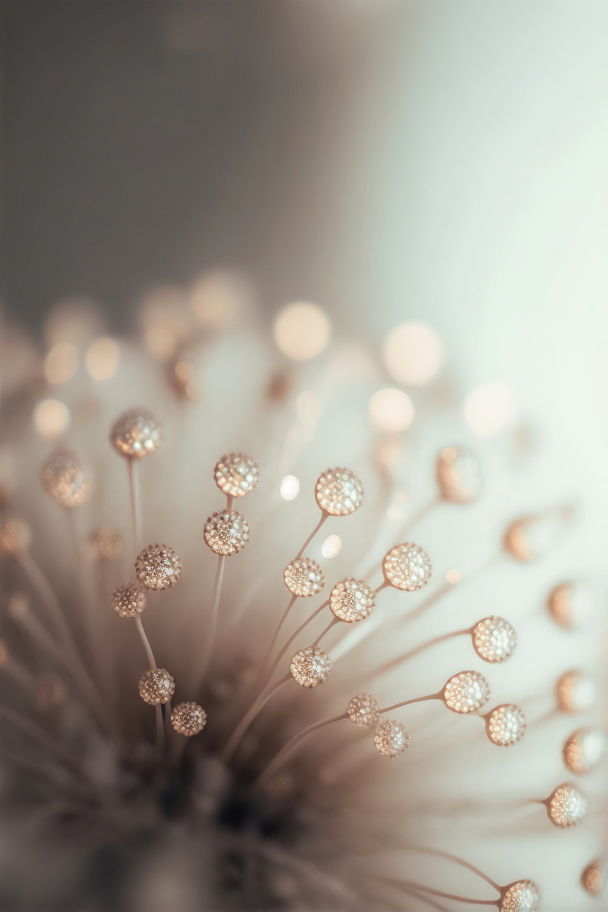 Glassy Flower Poster och Canvastavla