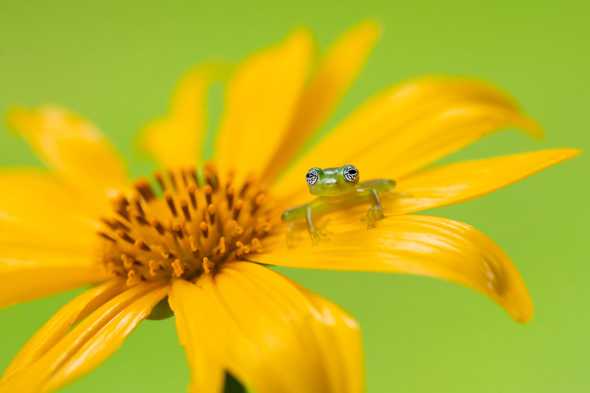Limon giant glass frog Poster och Canvastavla