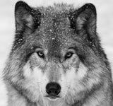 Wolf Portrait Poster och Canvastavla