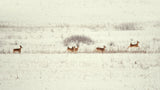 Santa Claus's reindeer Poster och Canvastavla