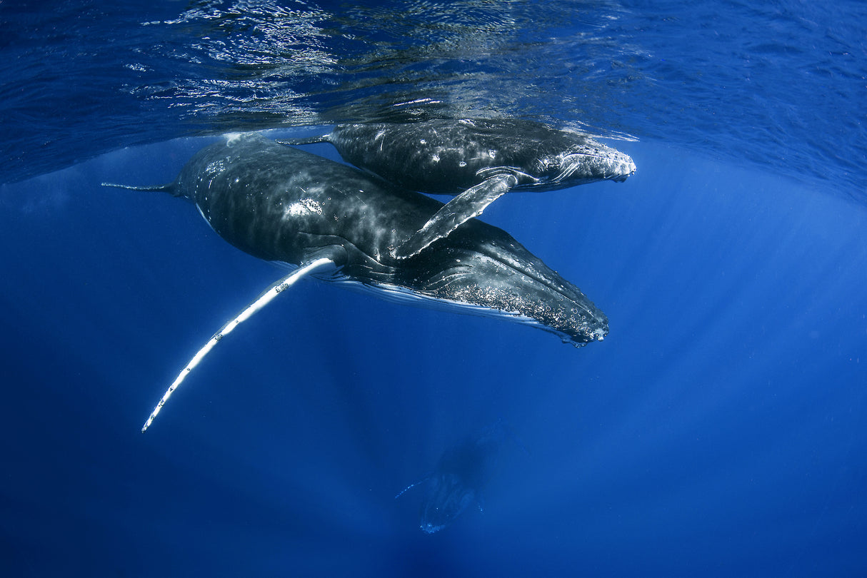 Humpback Whales Poster och Canvastavla