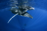 Humpback Whales Poster och Canvastavla