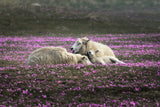 Dreaming in Pink Poster och Canvastavla