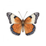 Butterfly 42 Poster och Canvastavla