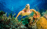 Hawksbill turtle swimming through Caribbean reef Poster och Canvastavla