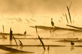 Morninglight Poster och Canvastavla