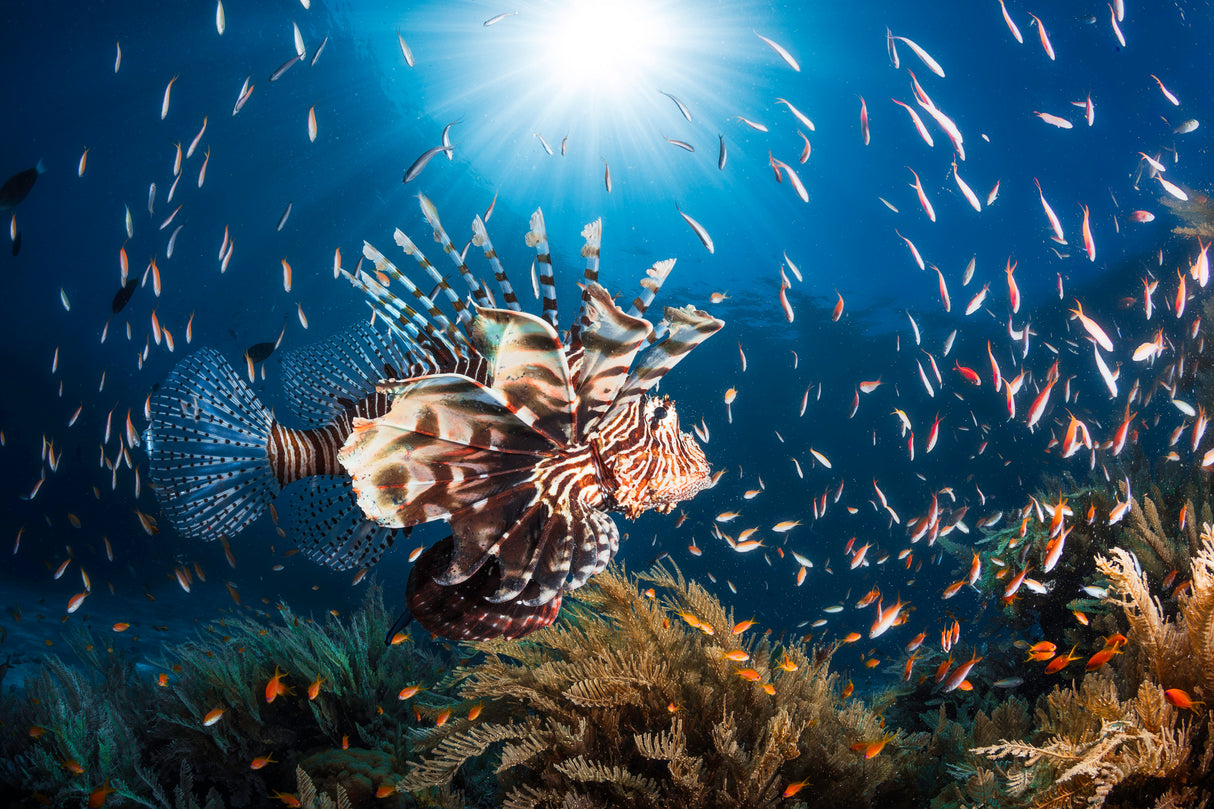 Lionfish Poster och Canvastavla