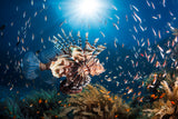 Lionfish Poster och Canvastavla