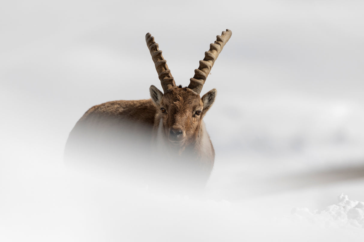 Alpine Ibex Poster och Canvastavla