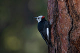 White-headed woodpecker Poster och Canvastavla