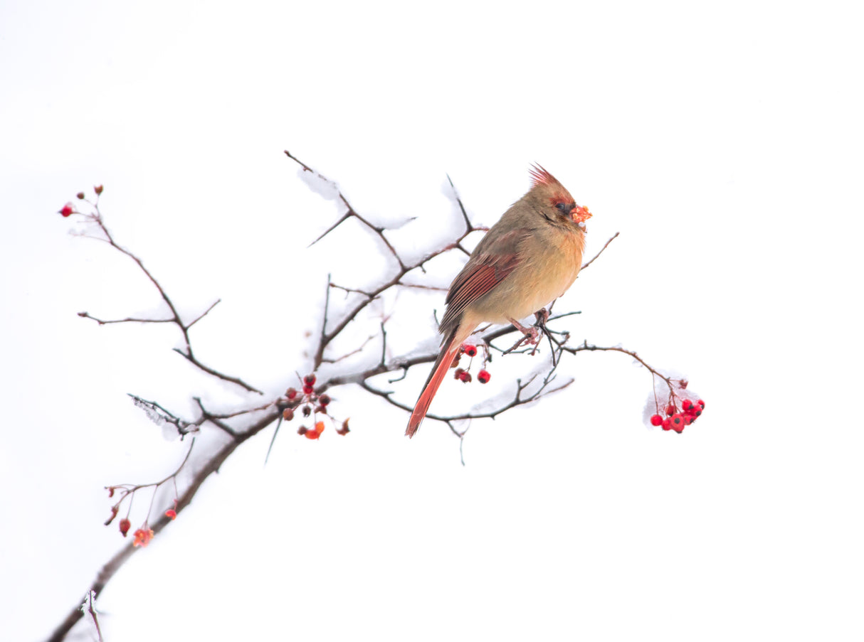 Cardinal Poster och Canvastavla