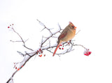 Cardinal Poster och Canvastavla