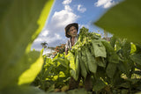 Tobacco harvesting - Vinales, Cuba Poster och Canvastavla
