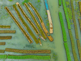 Floating Vegetable seedlings Poster och Canvastavla