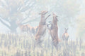 A Dance Of Autumn Poster och Canvastavla