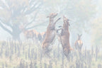 A Dance Of Autumn Poster och Canvastavla