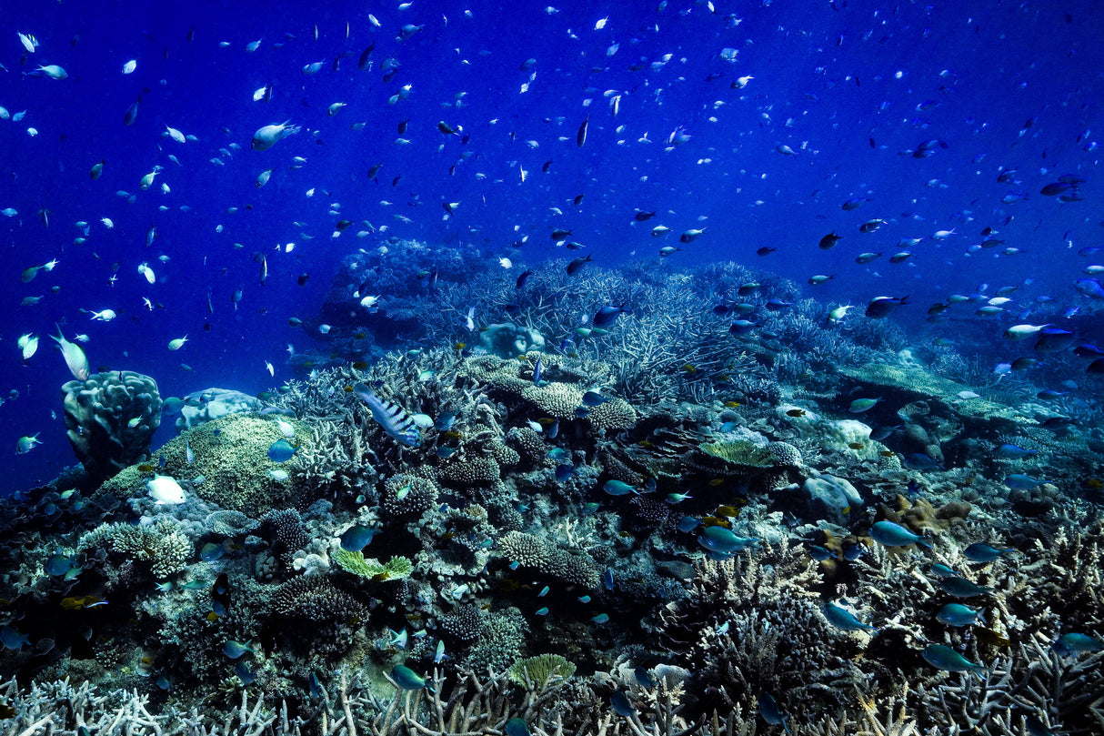 The reef Poster och Canvastavla