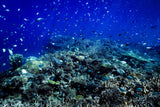 The reef Poster och Canvastavla