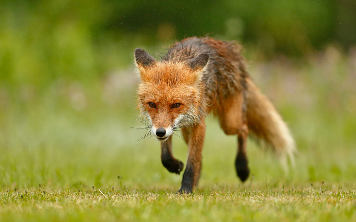 Red Fox @ Rain Poster och Canvastavla