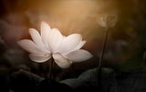 Lotus Poster och Canvastavla