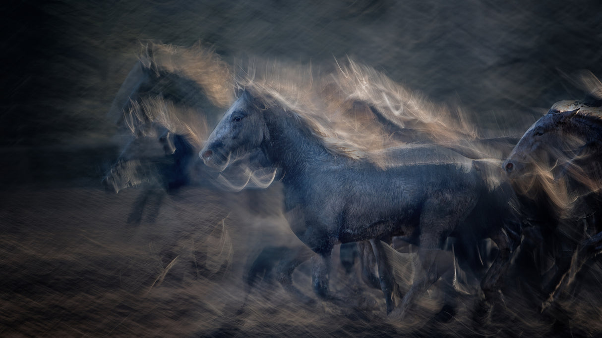 On gallop Poster och Canvastavla