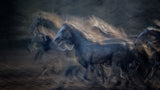 On gallop Poster och Canvastavla