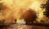 The Golden Hour ! Poster och Canvastavla