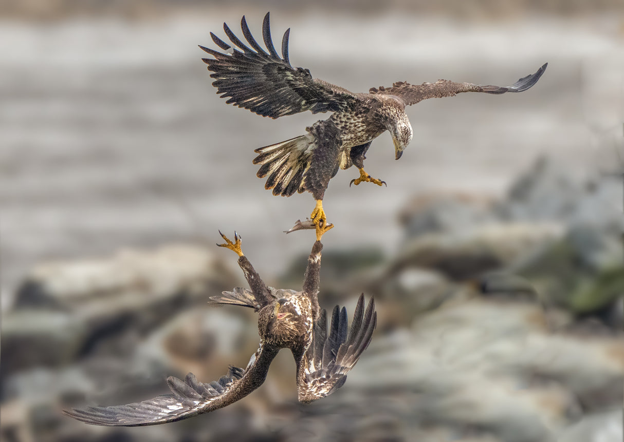 Juvenile eagles are fighting for fish Poster och Canvastavla