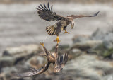 Juvenile eagles are fighting for fish Poster och Canvastavla