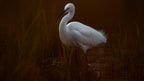 Little egret Poster och Canvastavla