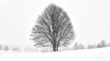 LONELY TREE Poster och Canvastavla