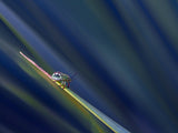 In the blue of the night... Poster och Canvastavla