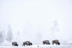 Four bisons Poster och Canvastavla