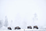Four bisons Poster och Canvastavla