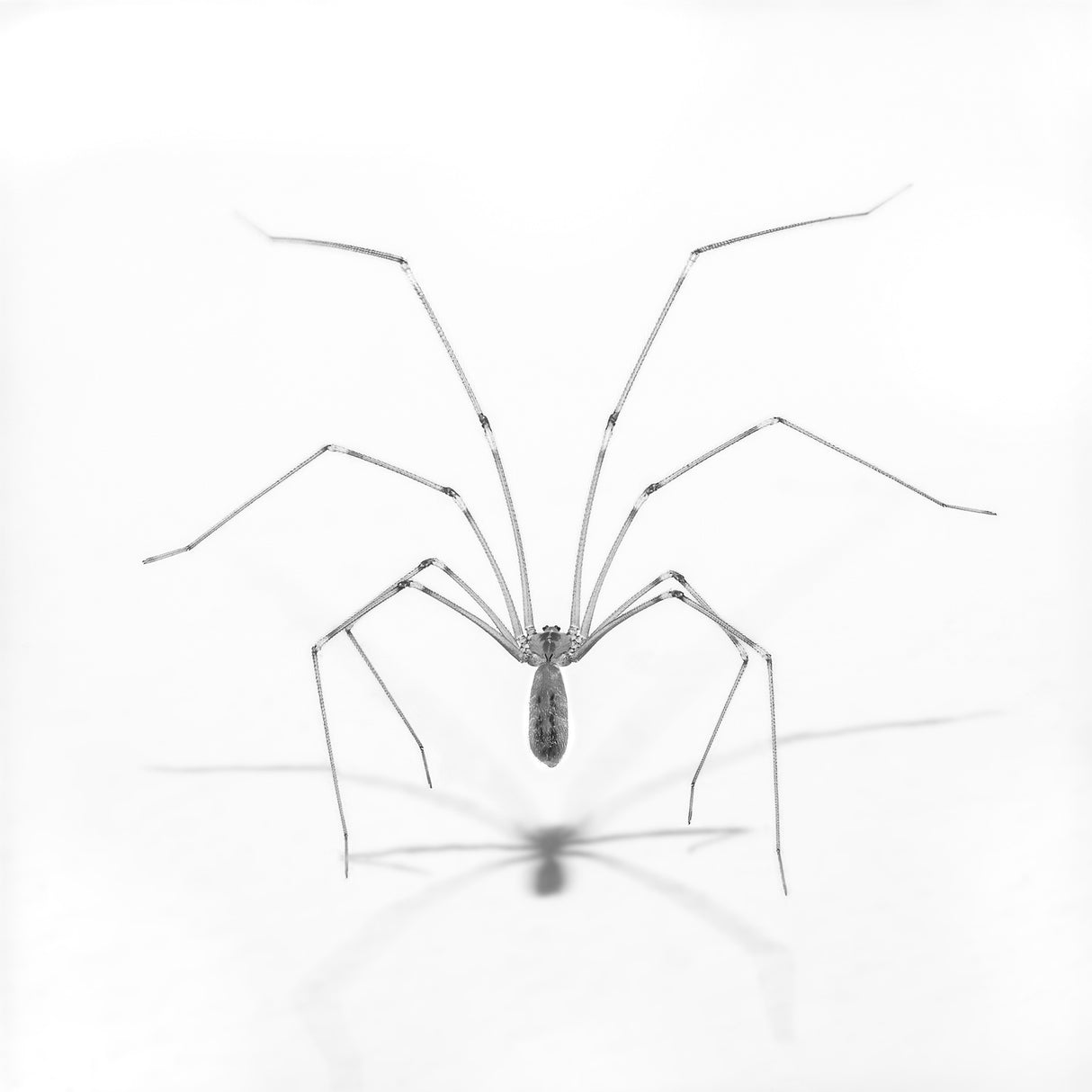 Spider pose Poster och Canvastavla