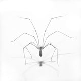 Spider pose Poster och Canvastavla