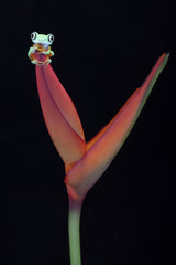 Lemur Tree Frog on a Tropical Stem Poster och Canvastavla