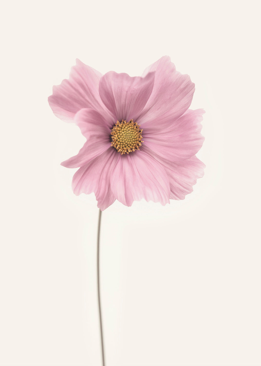 Cosmos flower Poster och Canvastavla