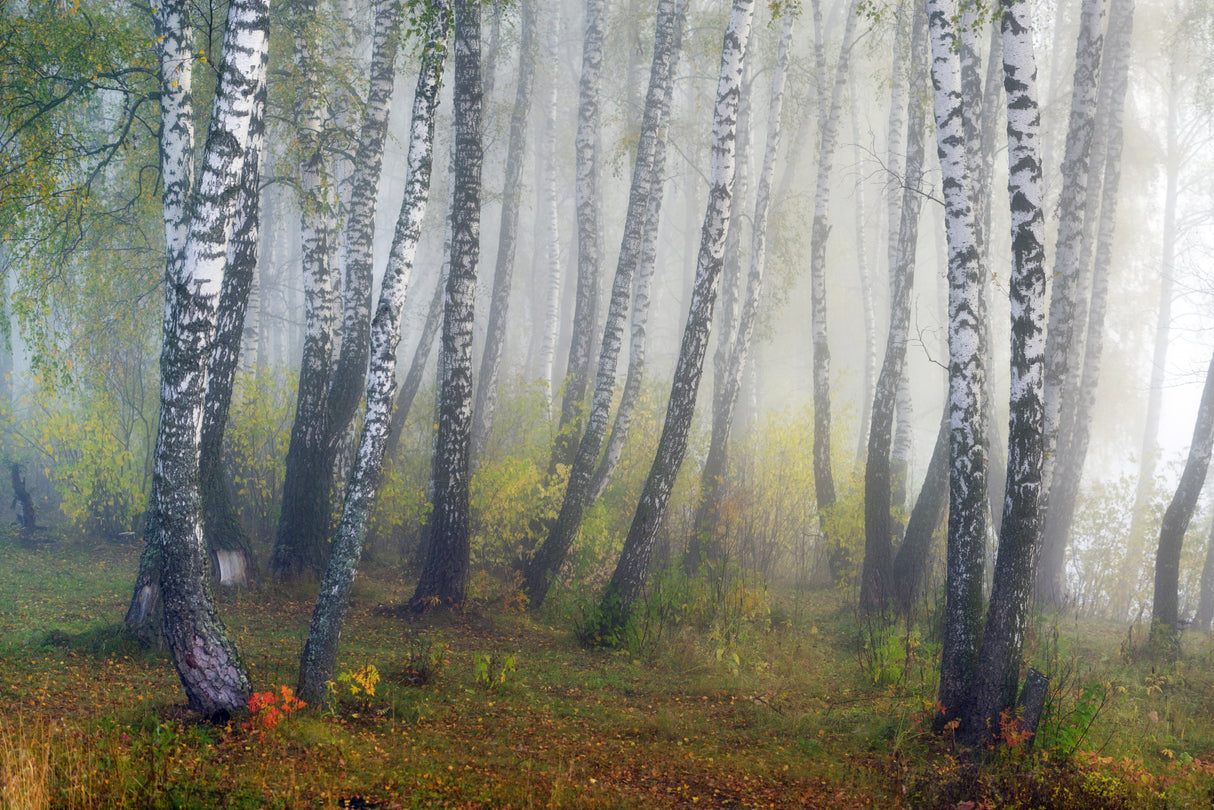 Autumn fogs Poster och Canvastavla