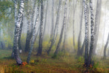Autumn fogs Poster och Canvastavla