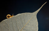 Snail Poster och Canvastavla
