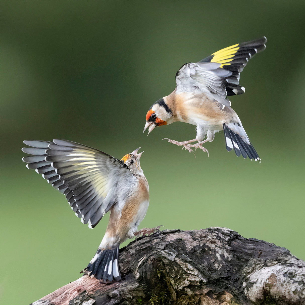 Goldfinches. "Don't talk down to Me " Poster och Canvastavla