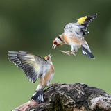 Goldfinches. "Don't talk down to Me " Poster och Canvastavla
