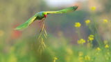 Parakeet flying with mustard stem Poster och Canvastavla