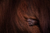 I'm safe Poster och Canvastavla