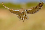Little owl Poster och Canvastavla