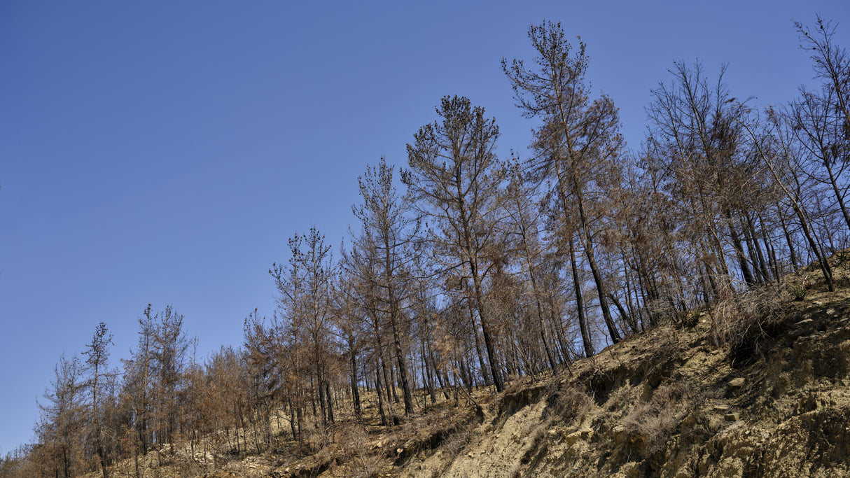 image of a forest after a fire Poster och Canvastavla